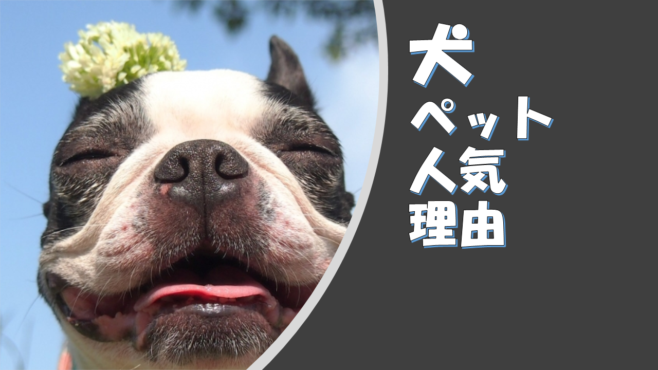家に犬をペットで飼う人が多く人気な背景には?コロナが影響しているのか?