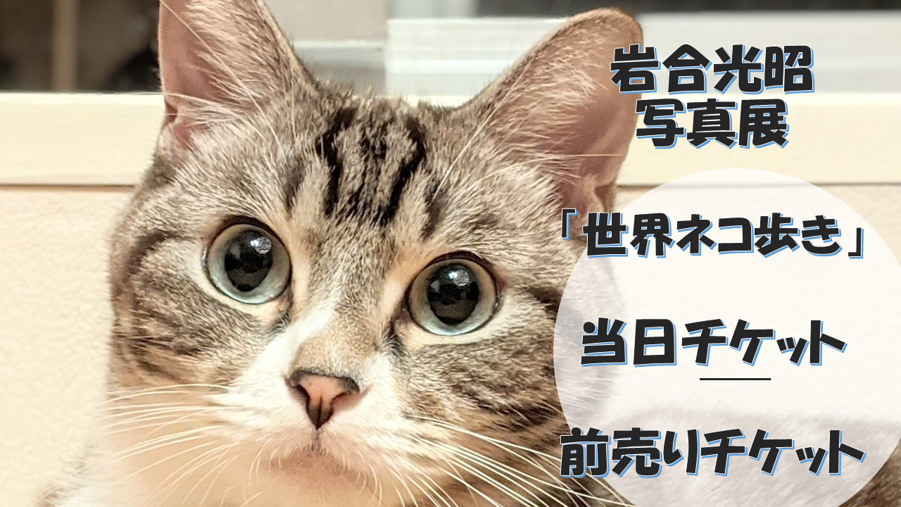 岩合光昭写真展「世界ネコ歩き」当日チケット販売はあるのか?前売りチケットの購入方法は?