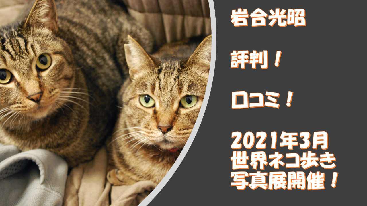 動物写真家【岩合光昭】評判、口コミ!2021年3月17日から「世界ネコ歩き」写真展を開催!