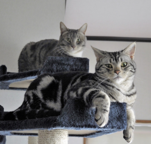 木下ゆうかは愛猫が実は嫌いだった?何匹飼っていて種類は?