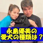 永島優美の愛犬の種類は?家族に迎え入れた本当の理由は?